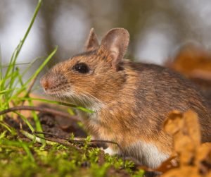 Rat Symbolism: Meaning and Interpretation in Different Cultures