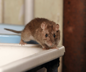 Rat Symbolism: Meaning and Interpretation in Different Cultures