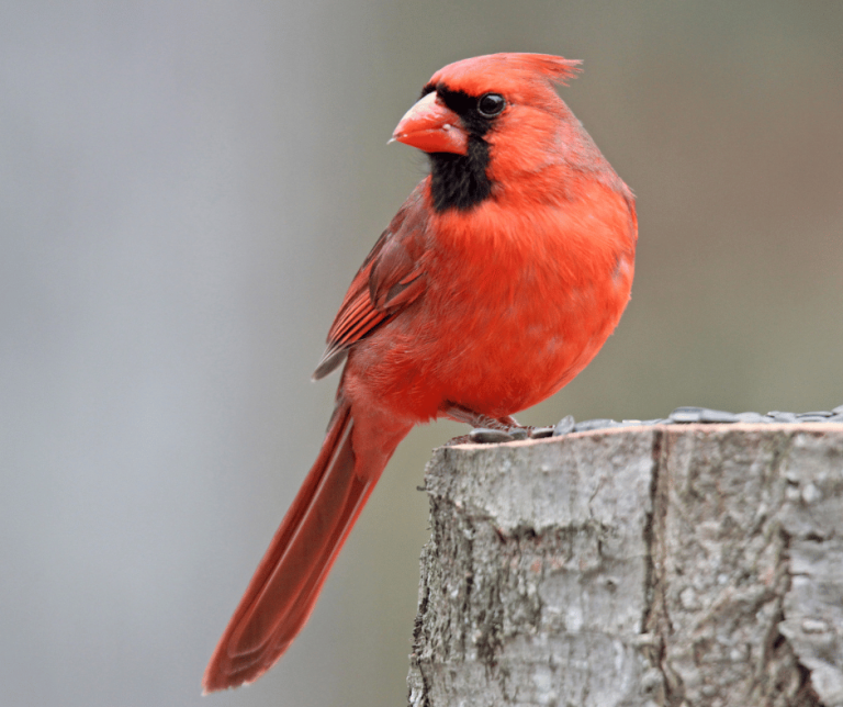 Red Cardinal Symbolism Understanding Its Spiritual Meaning