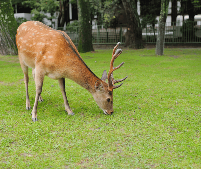 Symbolism of Deer A Guide to Spiritual & Cultural Meanings