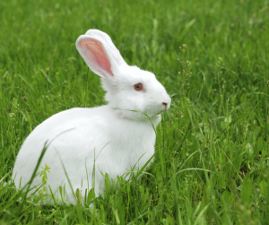 White Rabbit Spiritual Meaning and Symbolism: Explained