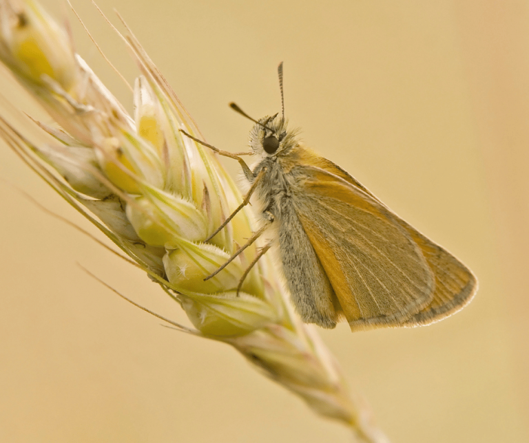 Yellow Moth Meaning Symbolism Insights into Its Significance