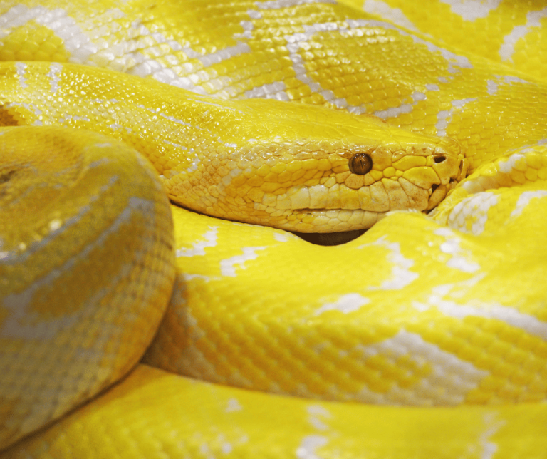 Yellow Snake Spiritual Meaning and Symbolism Explained