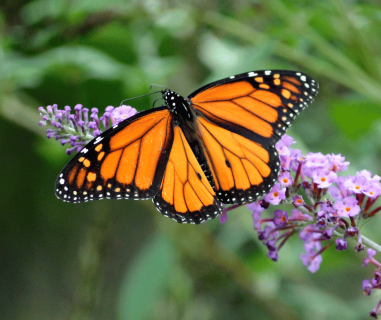 Butterfly in House Spiritual Meaning Understanding the Symbolism