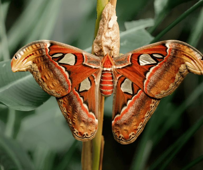 Moth in House Meaning Understanding the Symbolism & Significance