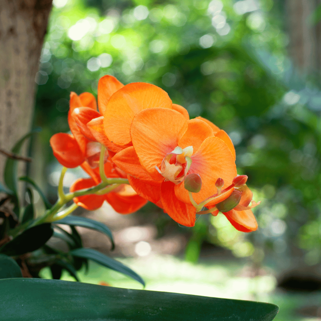 Orange Orchid Flower Meaning and Symbolism Explained