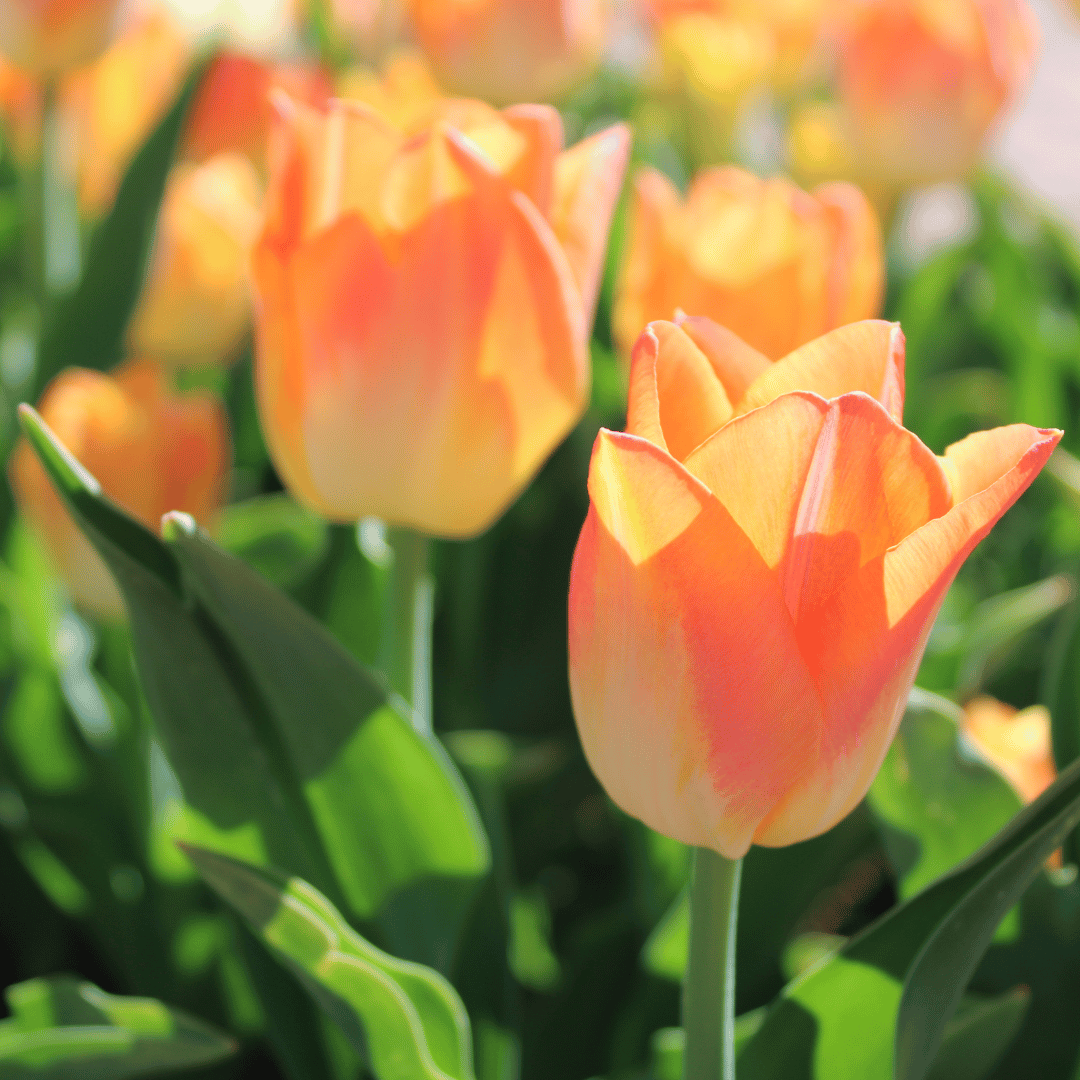Orange Tulips Meaning Symbolism Understanding the Significance