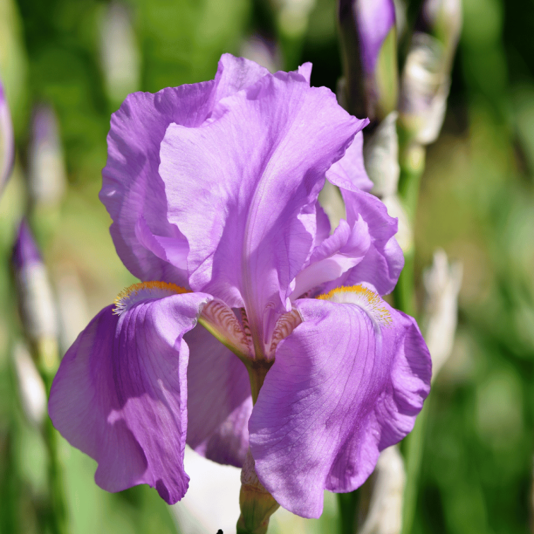 Purple Iris Meaning and Symbolism Dignity and Peace Explained