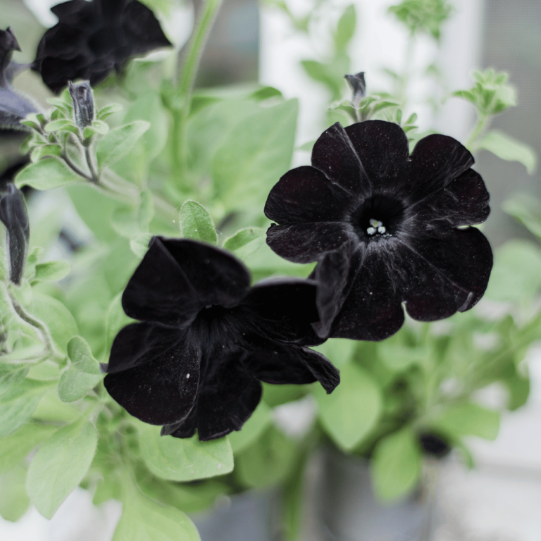 Black Flower Meaning Symbolism and Significance Explained