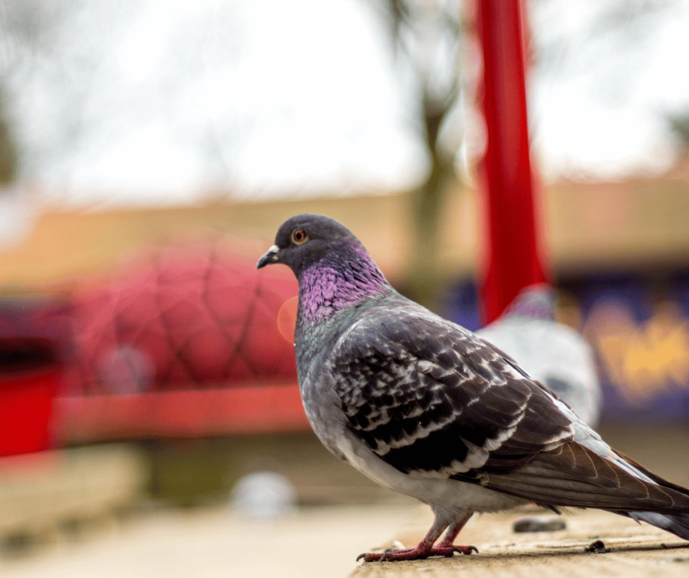 Pigeon Dream Meanings Symbolism of These Common Birds Explained