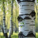 Birch Tree Symbolism: Meanings, History, and Cultural Significance