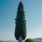 Cypress Tree Meaning: Symbolism, Spiritual Significance & Cultural Impact
